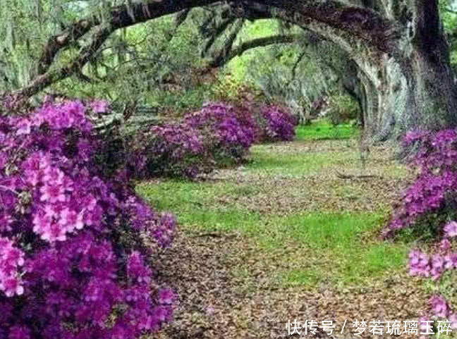 大家都来测试下你最想漫步在哪条花间小路测你爱情靠什么取胜 澳门葡京导航