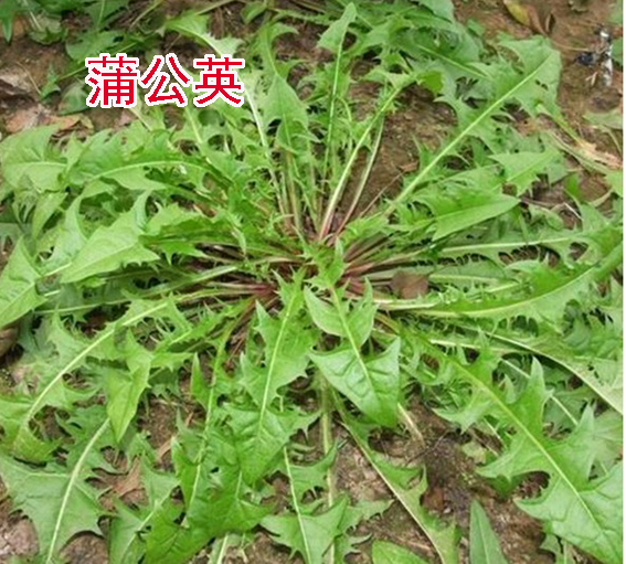 山东一带野荠菜都有哪些品种如何辨认