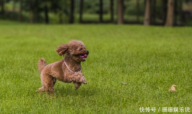 泰迪很心机,稍微碰一下就叫?泰迪令人讨厌?那