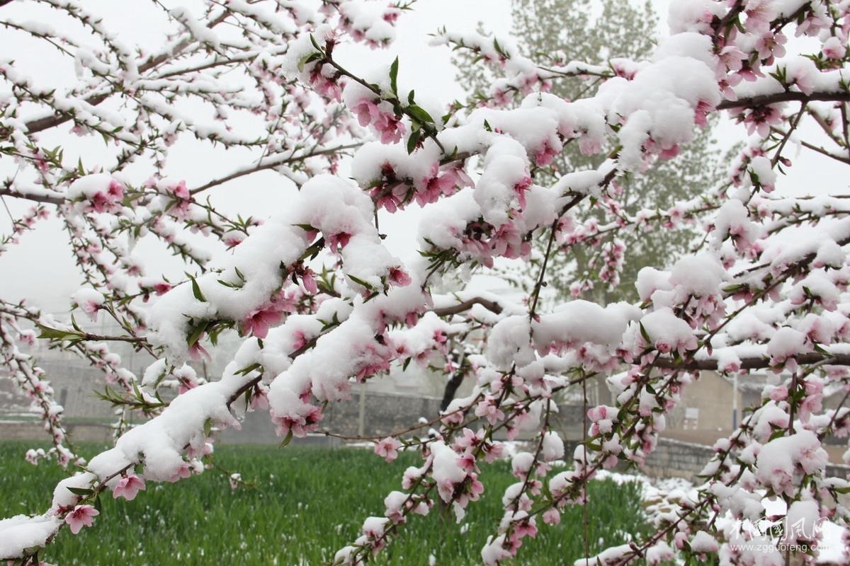 什么叫做桃花雪 t0196dc2383168096c9.jpg?size=1200x800