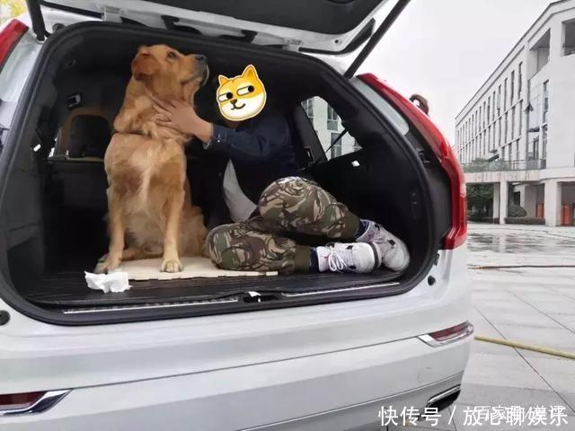 狗的恢复力究竟有多牛X