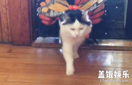 猫:520只允许你们人类秀恩爱么,我们喵星人也要秀