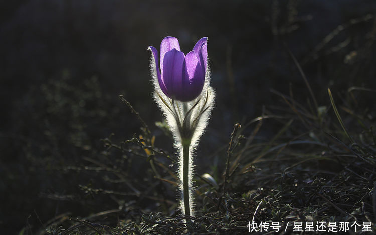 算命的说，五月过后大喜不断，迎财神接贵人，大鹏展翅的3大生肖