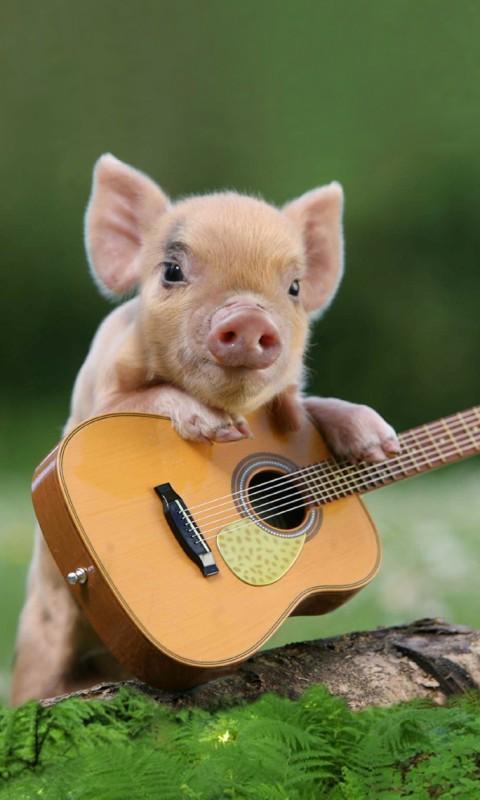猪弹吉他唱官网免费下载_猪弹吉他唱攻略,360