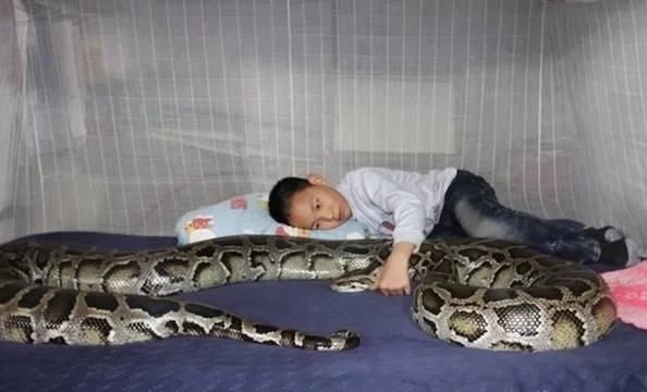 孩子与蟒蛇同吃同住7年,最后却发生了追悔莫及