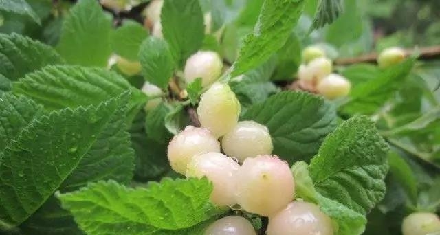 不想满脸皱纹显老气!多吃此水果,淡化色斑,去除