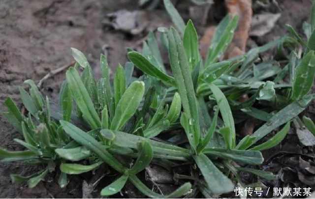 这种野菜农村遍地都是，女人吃了受益无穷，男人吃了却非常难受