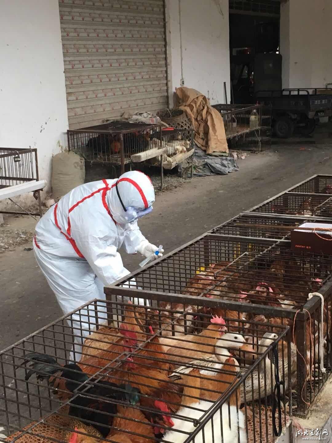 市疾控中心开展H7N9禽流感外环境采样监测