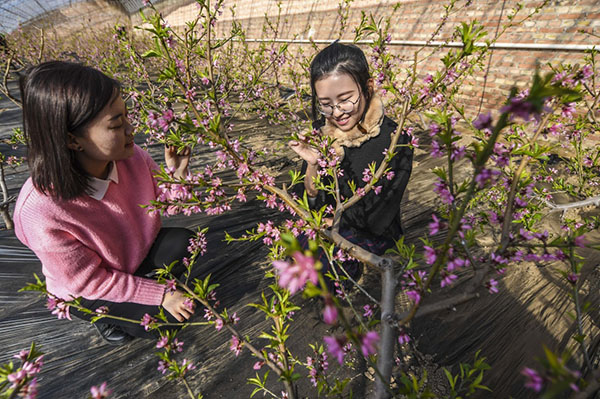 河北永清:鲜花迎春