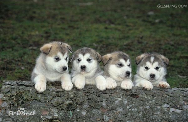 (阿拉斯加雪撬犬幼犬图片2)
