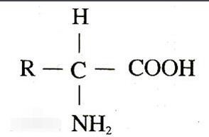 写出氨基酸的结构通式_360问答