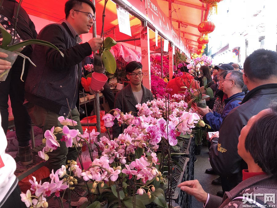 广州迎春花市全面开放 部分年花价涨超10%