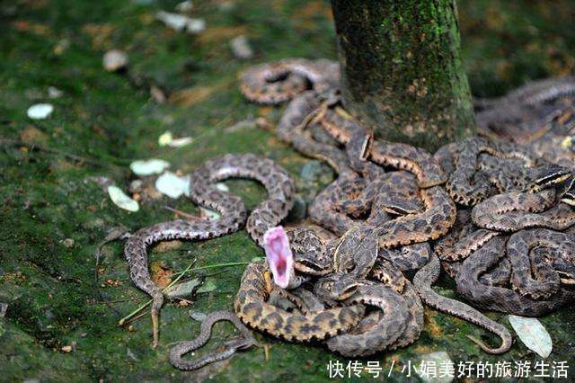 世界最大的毒蛇岛, 竟然在中国.千百年没人敢去