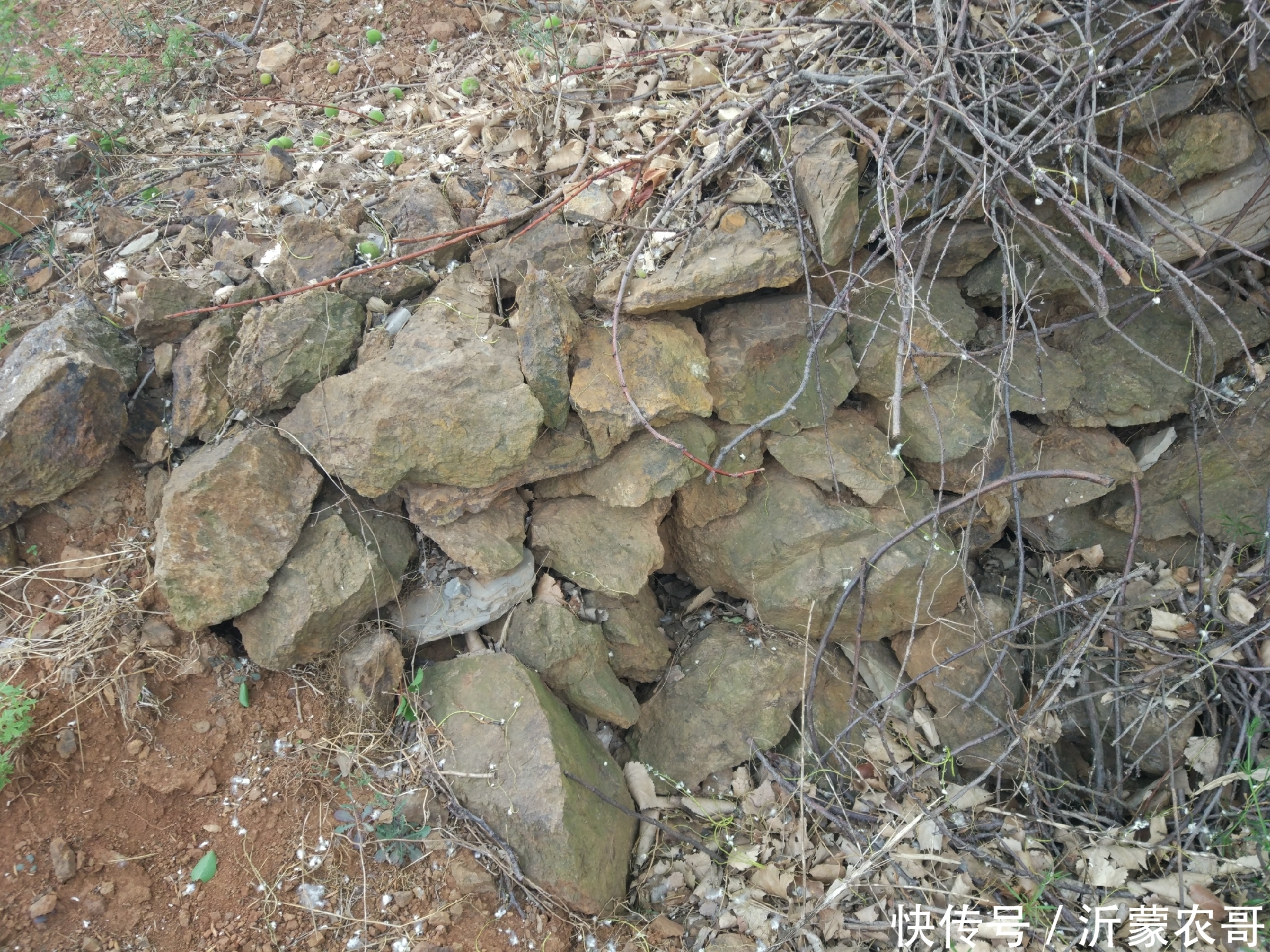 20年前这里开采过铁矿石,现在已经变成果园,结出的水果适合补铁