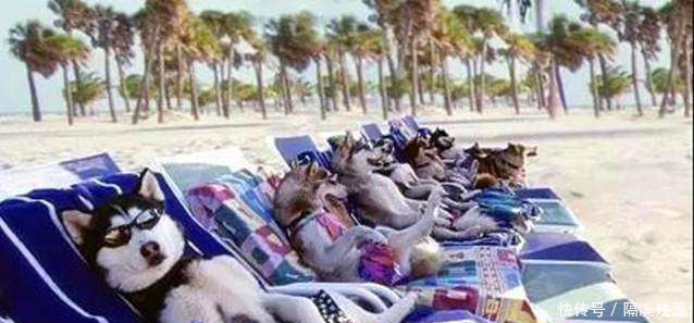 夏天带狗狗去游泳,回来狗狗就站不起来,原来是