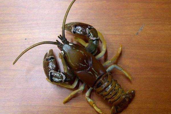 蝲蛄,形状似龙虾而小,第一对足呈螯状,嘴角两侧长有护须和两根尖锐的
