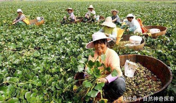 这才是正宗的水果，好吃不贵，盆栽一棵就赚了！