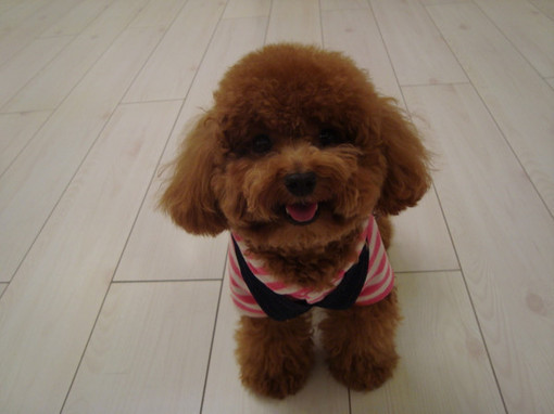 泰迪吃海藻粉好吗?_360问答