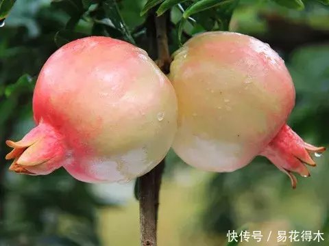 如何种植番石榴最好 t01a348bb7c0dc874c4.jpg?size=480x360