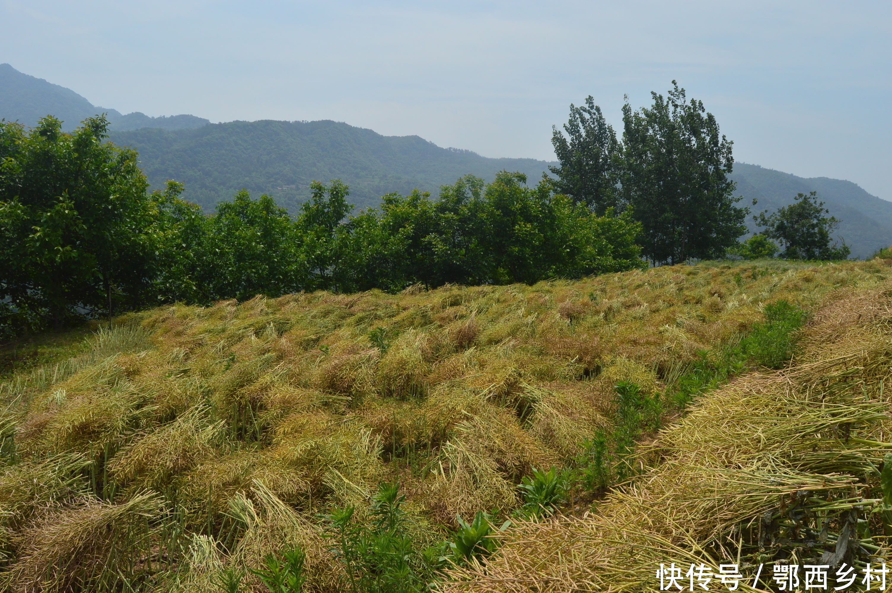 又到油菜收割时,农户抢割忙收获