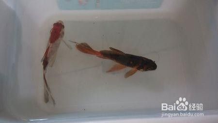 花龍魚(花龍魚的功效和營養(yǎng)) 祥龍金禾金龍魚