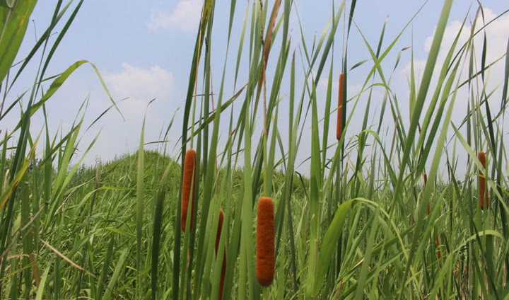 农村长有一宝,长得像带毛的“热狗”,一斤能卖好几块