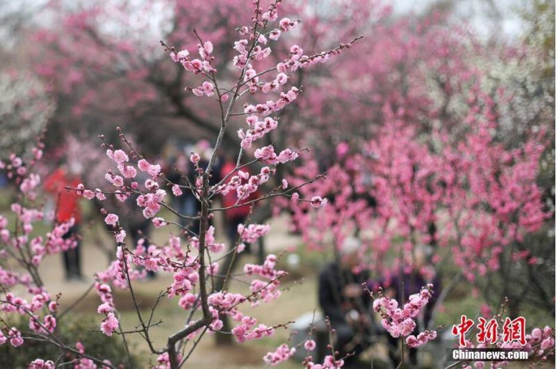 南京东郊梅花争艳 春意浓浓