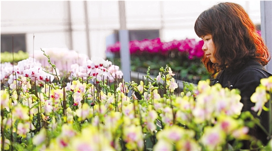 浙江最大蝴蝶兰\＂花匠\＂倪慧珠培育的兰花新年红遍大江南北