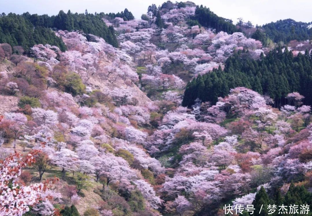 日本网友票选：日本绝景樱花胜地排行榜TOP5！