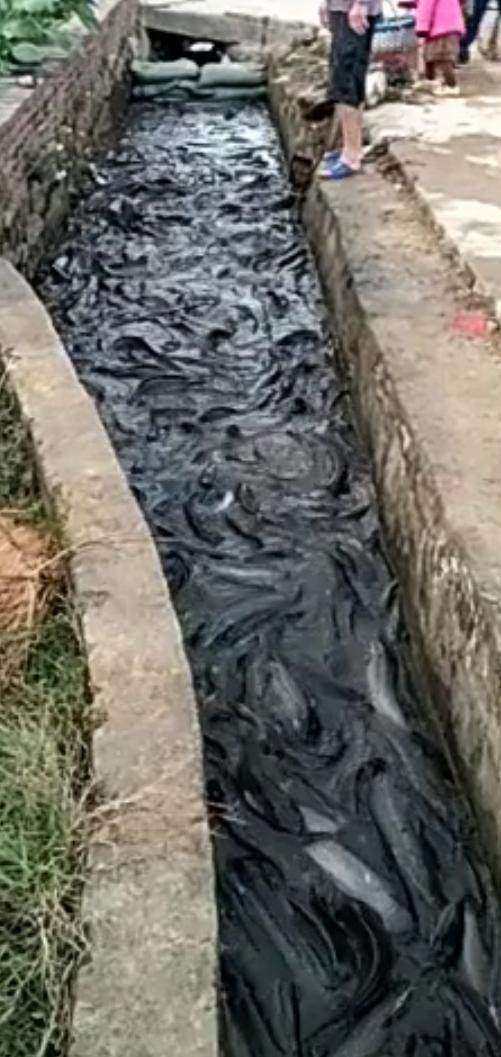 水沟突然冒出上万条鲜活大鱼,但让人傻眼诧异的却是大家只看不捉