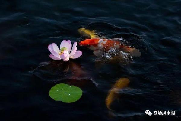 養(yǎng)紅龍魚多大缸合適呢視頻（養(yǎng)紅龍得多大的魚缸）