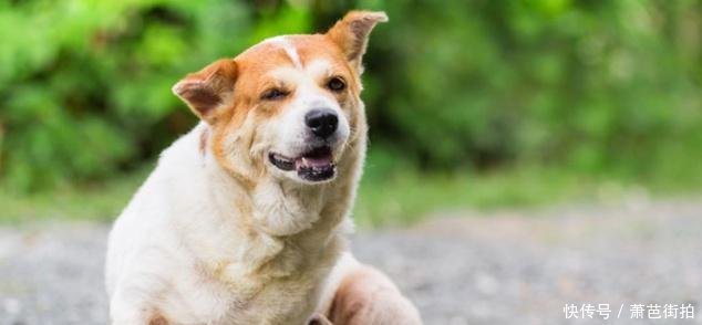 狗皮肤瘙痒的最常见原因,以及如何缓解狗皮肤瘙痒