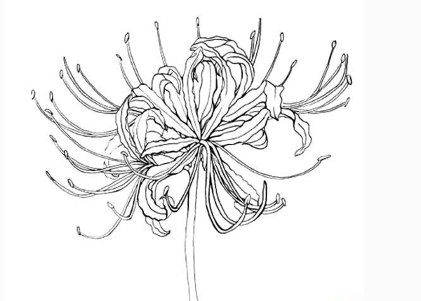 彼岸花的简笔画怎么画_360问答