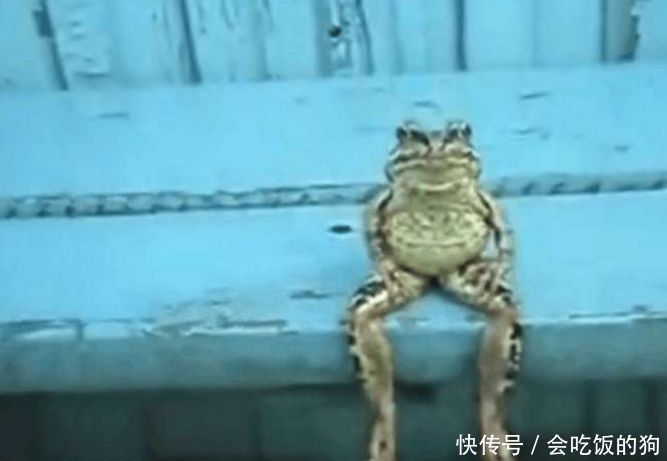 男子从外面回来,发现一只青蛙坐在台阶上,细看后惊讶不已
