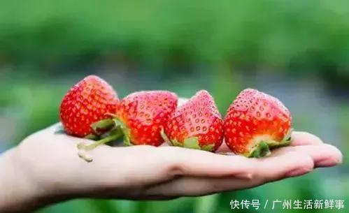 广州这几个地方可以边玩边摘草莓,快来看看吧