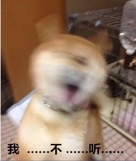 表情包比哈士奇还多,全世界都被这只柴犬圈粉