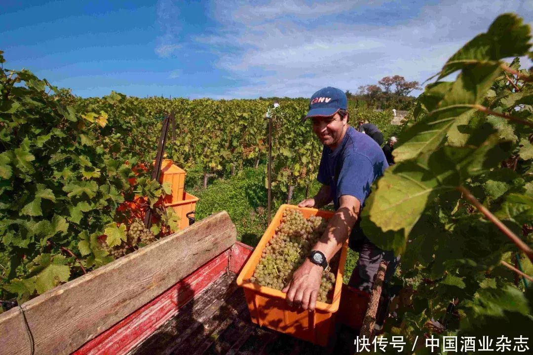 澳大利亚：中国葡萄酒市场志在必得