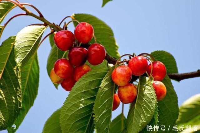 樱桃树栽培技术|甜樱桃花芽分化和落叶和休眠