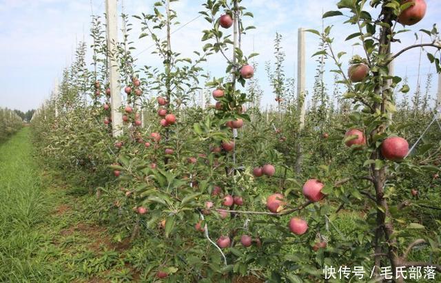 苹果树栽培技术｜现代苹果园“三节”栽培技术研究