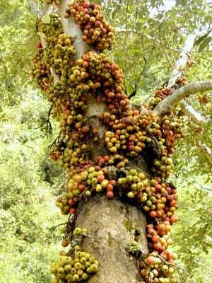 聚果榕(ficus racemosa linn) 有一种名叫紫胶虫的小虫子,常常寄生在