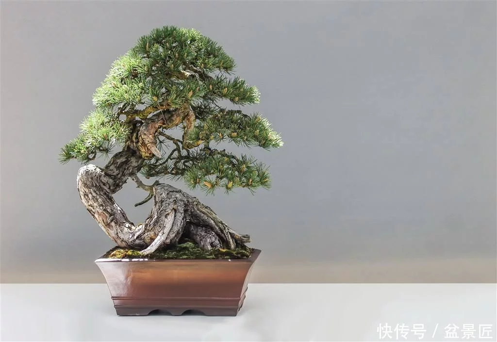 【转载】松树盆景如何造型?两招破解其中奥秘 - 张艺之 - 张艺之的博客 【转载】松树盆景如何造型?两招破解其中奥秘 - 张艺之 - 张艺之的博客