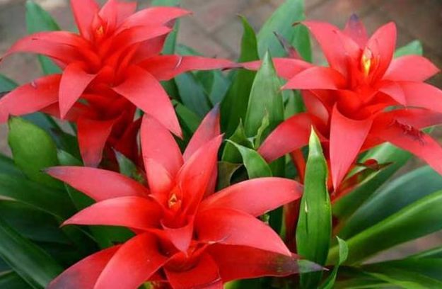 鸿运当头,花芯鲜红,看着就喜庆,关键还特别好养