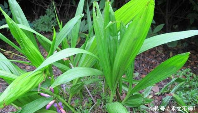 白芨种植栽培管理技术,亩纯利润10万,种植前景如何