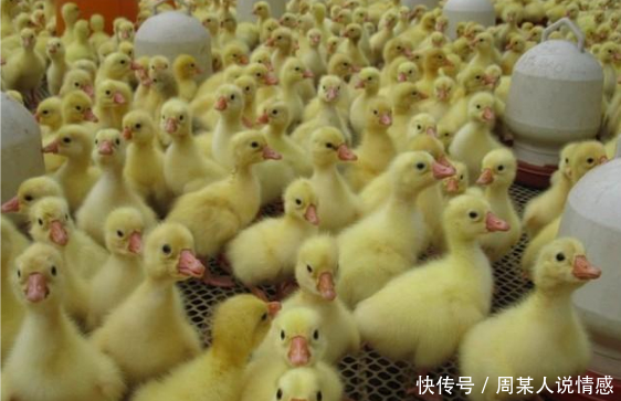 农村养殖:养鹅成为时髦的产业,但如何饲养却是