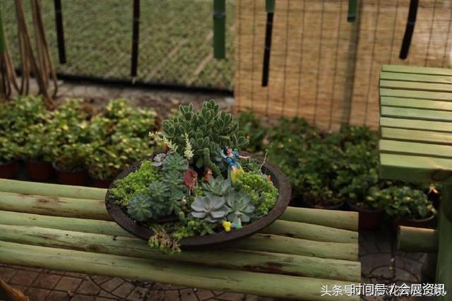 在花卉展上大放异彩的多肉盆景-郑州国际花卉展(图5)