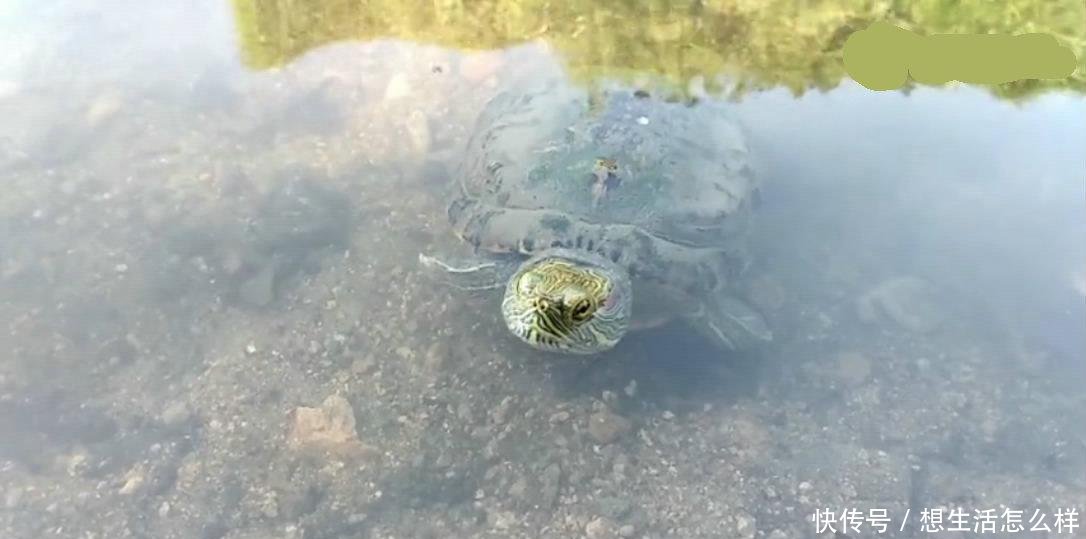 吃青蛙、捕鲫鱼, 一只放生的巴西龟, 成了溪流里