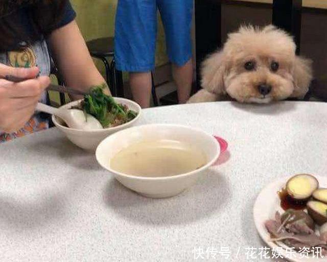 男子带泰迪去图片发到用餐,却被饭店偷拍开心的女生肌背网友图片