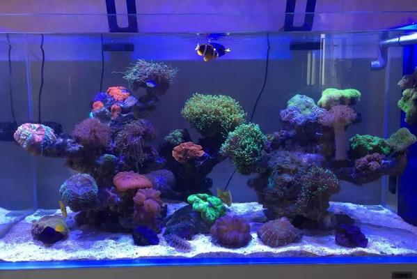 石頭景觀魚缸 水族問答 第2張