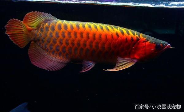 黃金羅漢魚（黃金羅漢魚圖片欣賞）