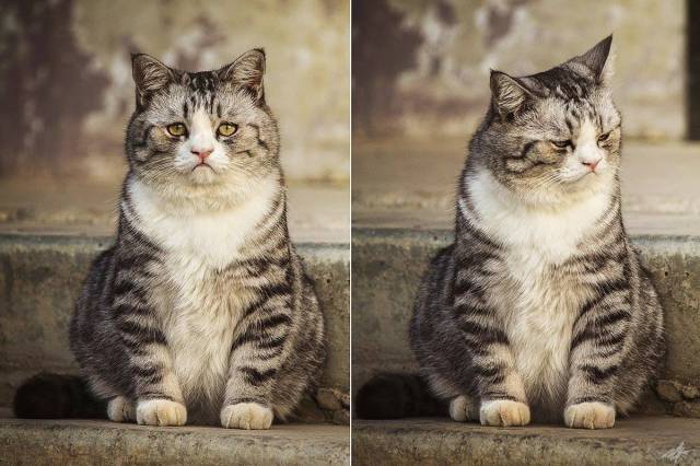 猫的天空之城人均消费_天空之城简谱